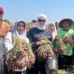 1_Bawang
