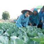 2_Lahan