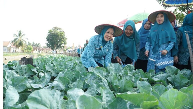 2_Lahan